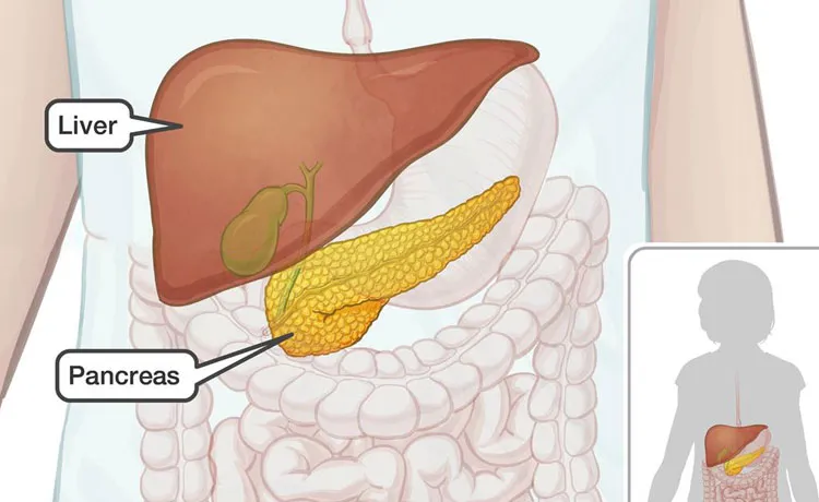 Pancreatic & Liver Surgery